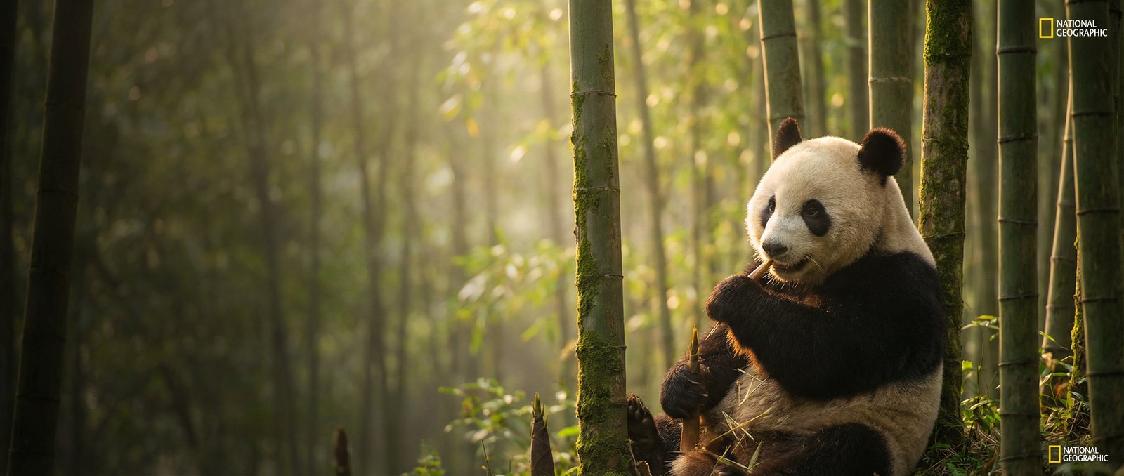 女团动物写真与视频社区